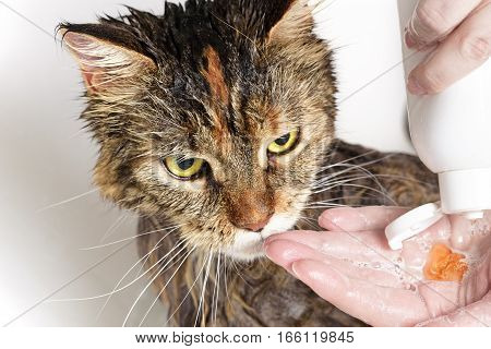 Wet cat in the bath. Girl washes cat