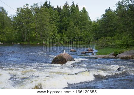 In the shallows of the river Kymiyoki. Langinkoski, Finland