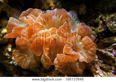 Fox coral (Nemenzophyllia turbida). Hard coral with large polyps.