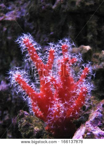 Coral Alcyonium - colorful representative of the coral reefs. With large white polyps.