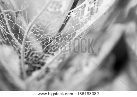 Whiteblack Dry leaf background, Black - White