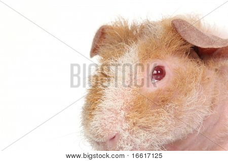 guineapig fehér háttér