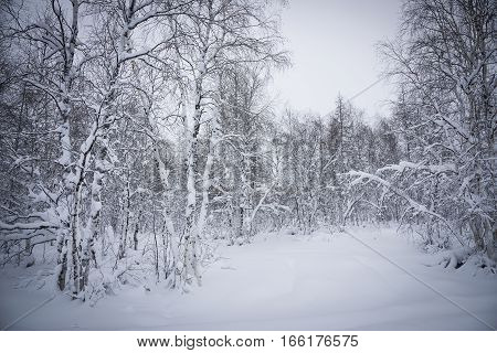Syberian winter forest. Was shot in Novuy Urengoy.