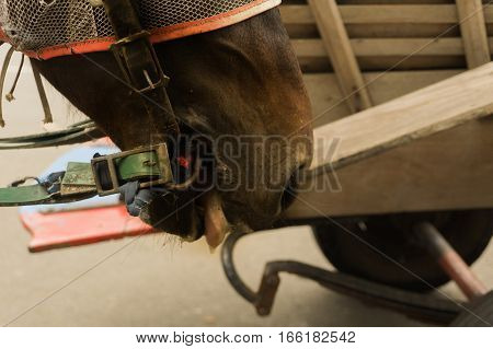 the horse head looks tired after carrying passenger at Kota Tua Area photo taken in Jakarta Indonesia java