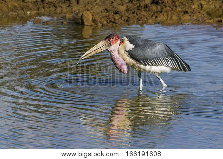 Marabou stork in Kruger national park, South Africa ; Specie Leptoptilos crumenifer family of Ciconiidae