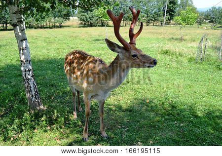 The Sika Deer (cervus Nippon) Also Known As The Spotted Deer Near The Birch