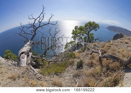 Dead relict pine on the background of the sea. Fish Eye lens view. Crimea; September.