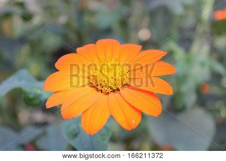Orange flower in Monet's Garden in France