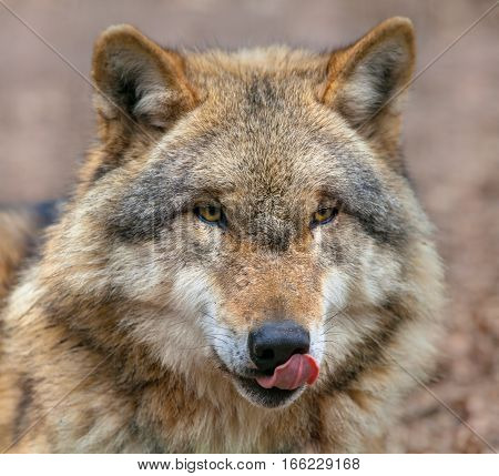 Grey Wolf Licking Its Mouth