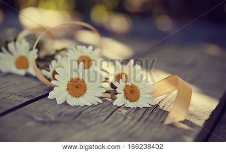 Bouquet of camomiles with a satin ribbon on a wooden table.