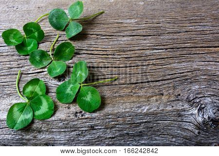 Clover leaves setup on rustic wooden background. St. Patricks day greeting card. Three-leaves shamrock Irish festival symbol. Copy space.
