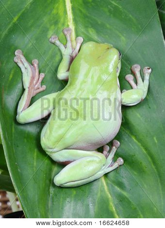 ett foto på gröna grodan sitter på blad
