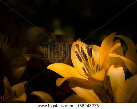 Low key abstract closeup macro photo of yellow lily in low key tone with copy space Focus on pollen