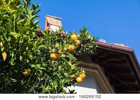 Tangerine tree and old roof in Italy