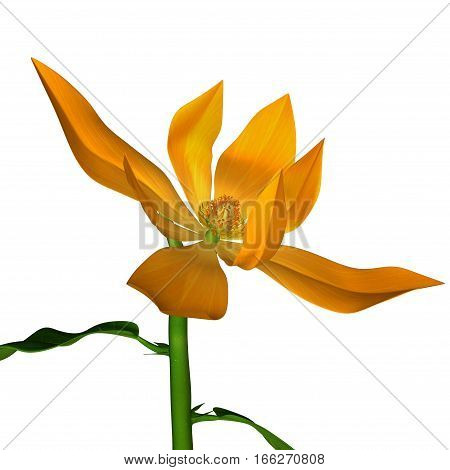 Michelia is a genus of flowering plants belonging to the Magnolia family.