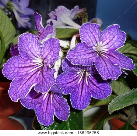 Collection Streptocarpus 