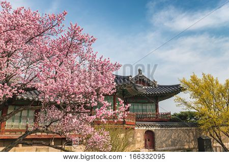 Spring Cherry Blossom at Changdeokgung Palace, Seoul, South Korea