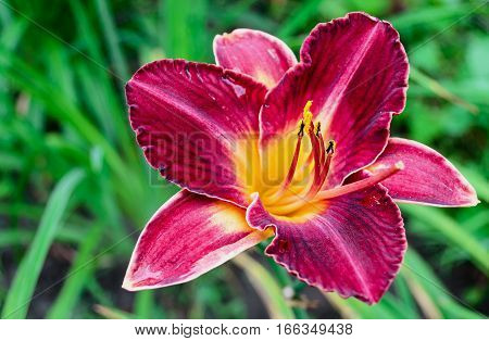 Red Daylily (hemerocallis) Closeup