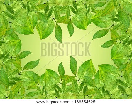 Young leaves on branches spring natural background. Nature awoke. Close-up. Garden.