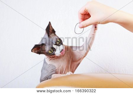 Kitten lying on handbag, cat, sphynx, bald, beautiful, canadian, cute,