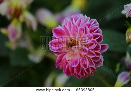 Pink Dahlia Figaro flower in the fields.
