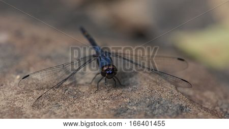 Blue dragonfly on stone in Cambodia jungle