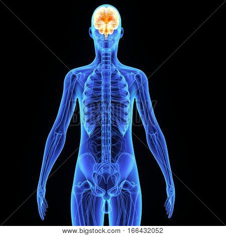 The human brain has many properties that are common to all vertebrate brains, including a basic division into three parts called the forebrain, midbrain, and hindbrain.