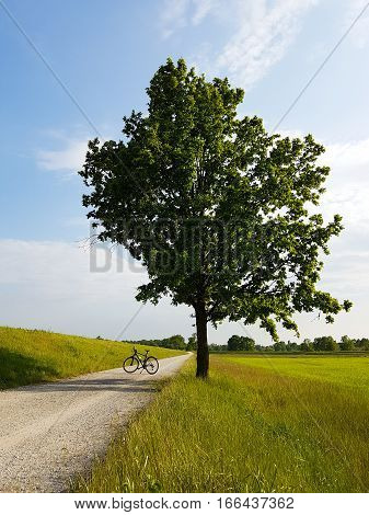 Tree grow alone on the grassland. Composition with bicycle