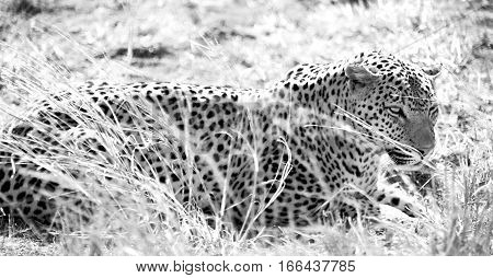In South Africa Kruger Natural Park Wild Leopard
