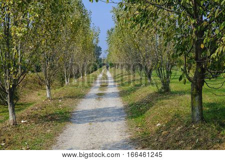 Park of Grugnotorto (Lombardy Italy) between Milan and Brianza in autumn. A path for bicycle and pedestrian