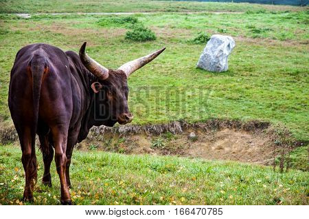 A Wild Buffalo
