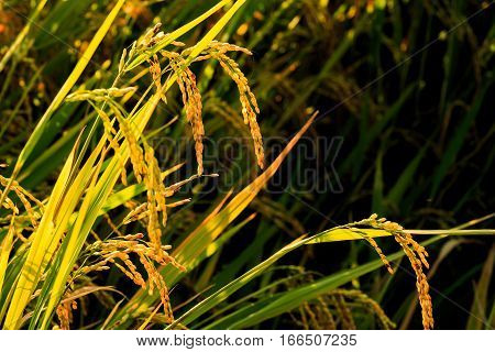 Close up of yellow rice on field in evening light