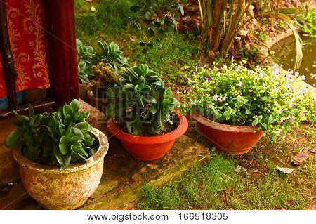 tropical pot plants in vietnam park house