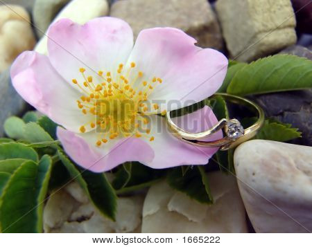 Dogrose y anillo