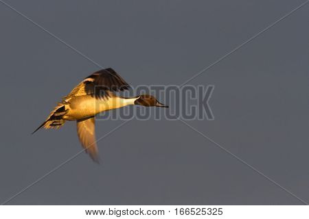 Pintail (Anas acuta) in flight in lovely evening light