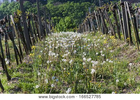 Detail Of Grape Plant At Vineyard In Grinzing, A Wine Village In Austria