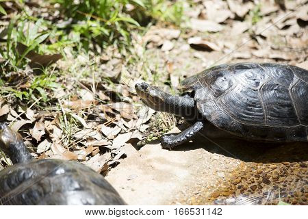 Yellow-spotted Amazon Turtle