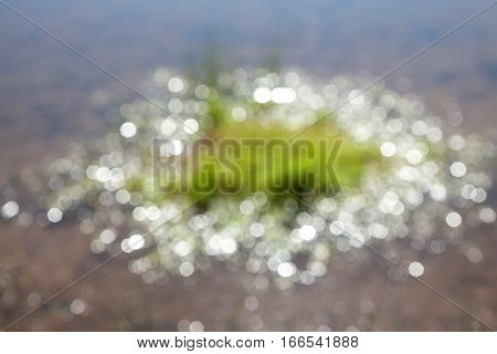 A beautiful backdrop of bright sun circles bokeh on the water with green water plants. Blur