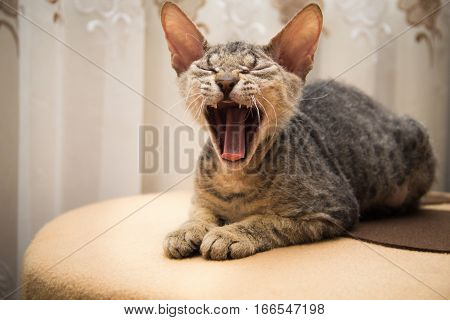little Sphynx cat yawns sitting on a chair