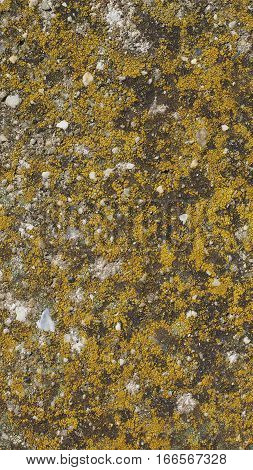 Moss Plants On A Rock - Vertical