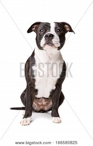 Staffordshire bulterrier dog in front of a white background