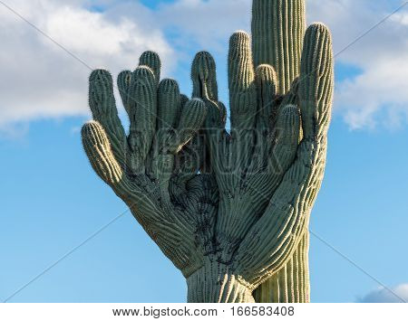 Rare Crested saguaro cactus plant shaped like baseball pitcher glove in National Park West near Tucson Arizona