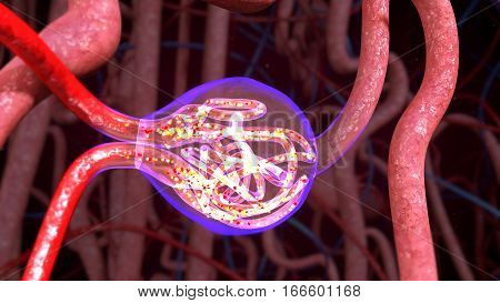 Nephron, functional unit of the kidney, the structure that actually produces urine in the process of removing waste;