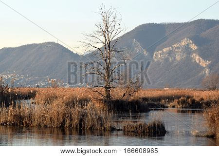 The rare phenomenon of the frozen bogs of Lake Iseo - Brescia - Lombardy - Italy