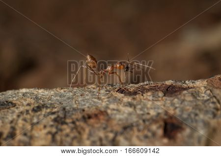 closed up : Red ant working on tree in the garden