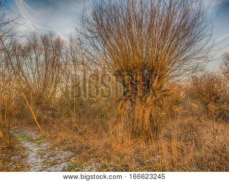 Willow In The Nature Reserve