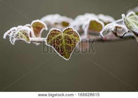 Ivy (Hedera helix) leaf covered with frost. Leaves on evergreen shrub in the family Araliaceae covered in ice crystals on cold winter morning