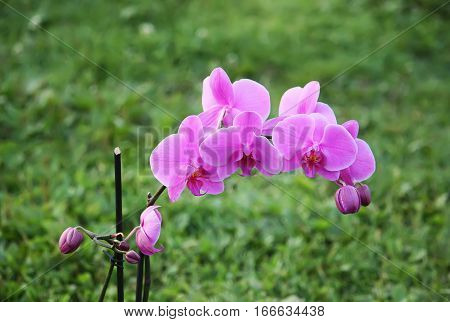 Beaitiful Blooming Purple Orchid Flower On Summer Nature Background