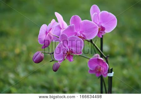 Beaitiful blooming purple orchid flower on summer nature background
