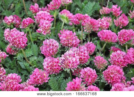 Mountain Kidney Vetch (anthyllis Montana)
